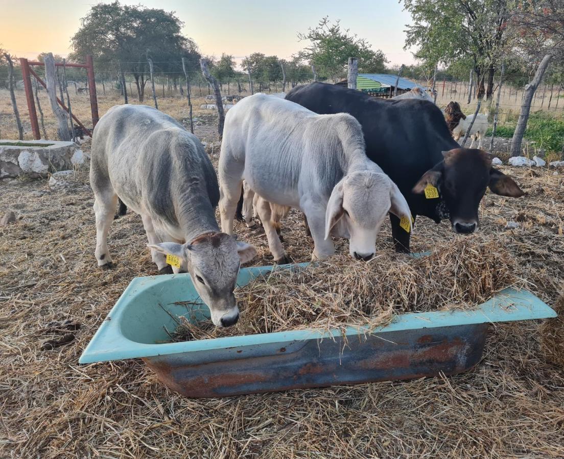 Tamboti Farm Accommodation Tsumeb Esterno foto