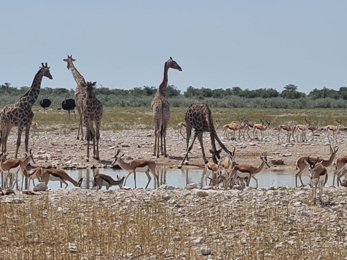 Tamboti Farm Accommodation Tsumeb Esterno foto